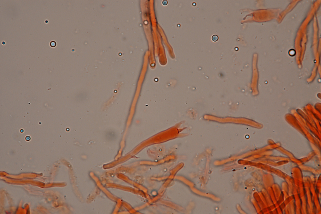 Fotoreportage di uno Stereum (credo!) (Stereum gausapatum)